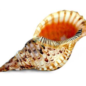 Conchiglia Tritone Charonia Variegatus 10" - 25 cm