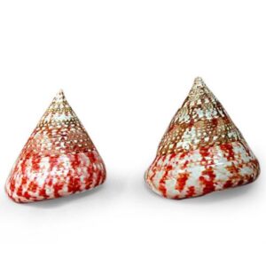 Conchiglia Trocas Naturale Rosso Lucido Med. H. 6,5 cm