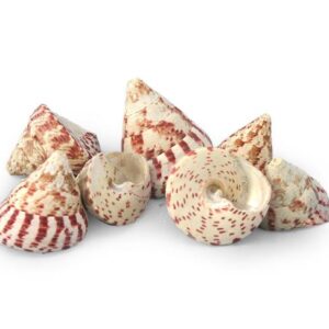 Conchiglia Trocas Maculatus 3-4.5 cm